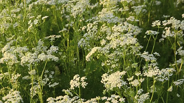 496132 - Caraway (Carum carvi)