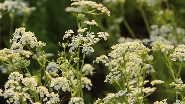 496133 - Caraway (Carum carvi)