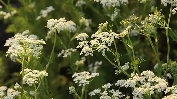 496134 - Caraway (Carum carvi)