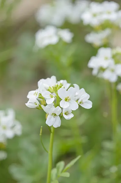 544088 - Cardamine acris