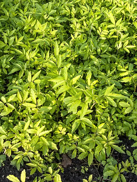 458016 - Cardamine (Cardamine leucantha)