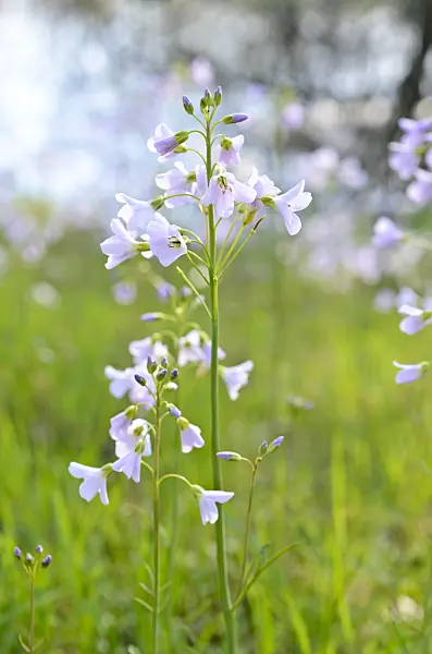507081 - Cardamine des prés (Cardamine pratensis)