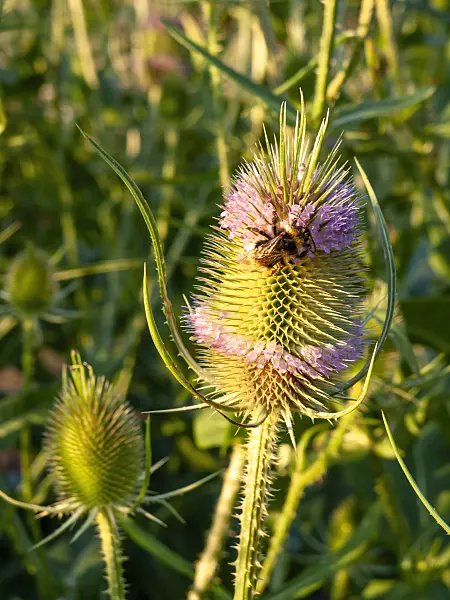 450060 - Cardère sauvage (Dipsacus fullonum)