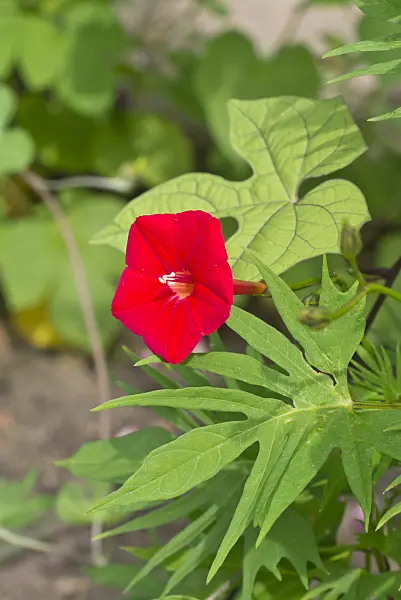 558350 - Cardinal climber (Ipomoea x sloteri)