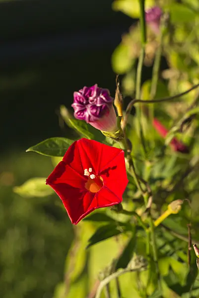 597008 - Cardinal climber (Ipomoea x sloteri)