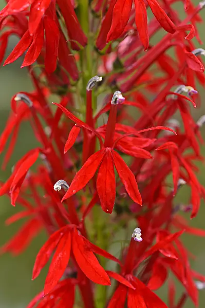 474260 - Cardinal flower (Lobelia cardinalis)
