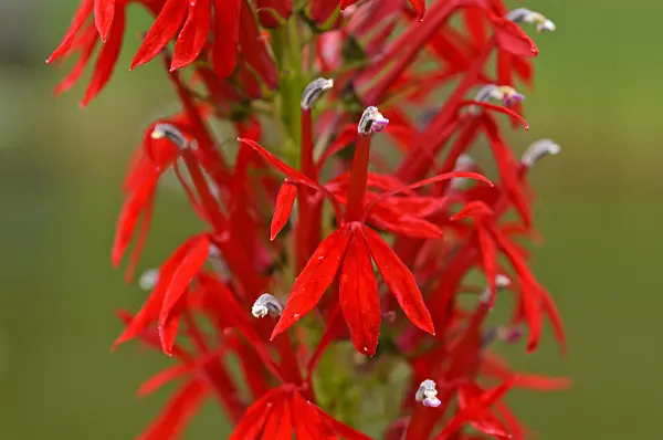 474261 - Cardinal flower (Lobelia cardinalis)
