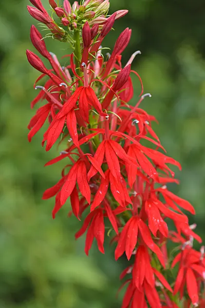 487169 - Cardinal flower (Lobelia cardinalis)
