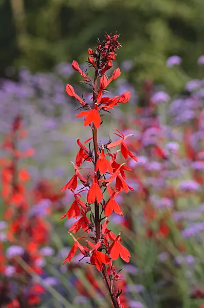 523196 - Cardinal flower (Lobelia cardinalis)