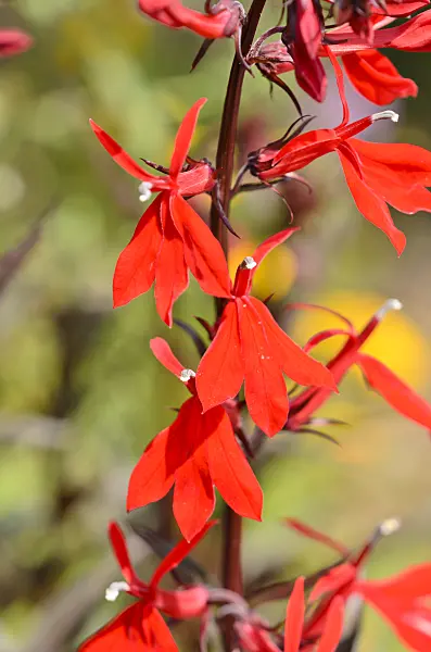 534390 - Cardinal flower (Lobelia cardinalis)