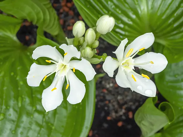 450041 - Cardwell lily (Proiphys amboinensis)