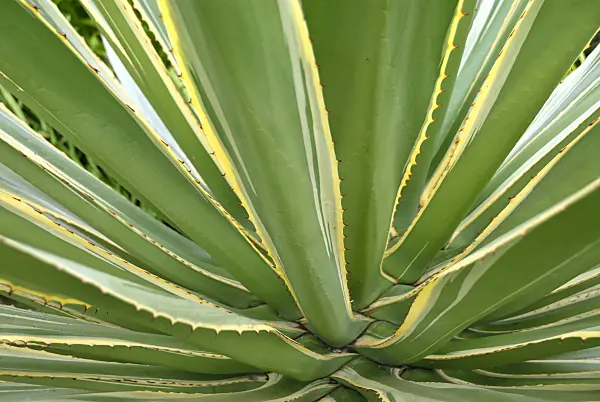 517475 - Caribbean agave (Agave angustifolia 'Marginata')