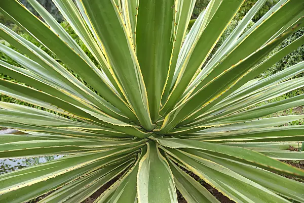 517476 - Caribbean agave (Agave angustifolia 'Marginata')