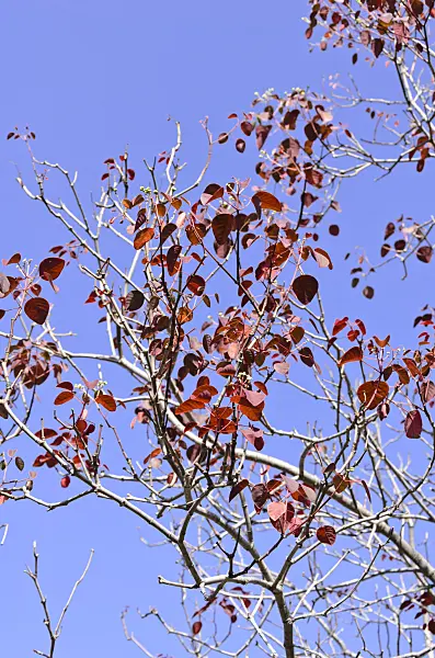 564028 - Caribbean copper plant (Euphorbia cotinifolia)