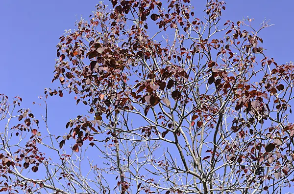 564029 - Caribbean copper plant (Euphorbia cotinifolia)