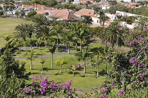 564044 - Caribbean royal palms (Roystonea oleracea) on a golf course, Maspalomas, Gran Canaria, Spain