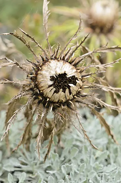 525185 - Carline acaule (Carlina acaulis subsp. simplex)
