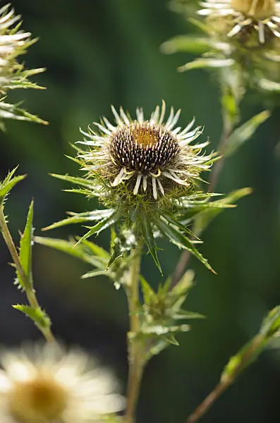 534304 - Carline (Carlina biebersteinii)