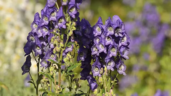 501044 - Carmichael's monkshood (Aconitum carmichaelii)