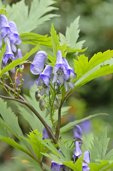 536023 - Carmichael's monkshood (Aconitum carmichaelii)