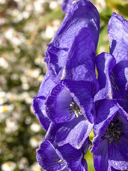 430206 - Carmichael's monkshood (Aconitum carmichaelii 'Arendsii' syn. Aconitum arendsii)