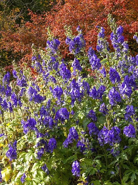 442105 - Carmichael's monkshood (Aconitum carmichaelii 'Arendsii' syn. Aconitum arendsii)