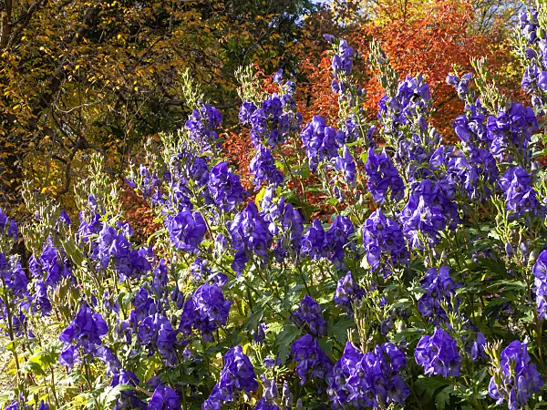 442106 - Carmichael's monkshood (Aconitum carmichaelii 'Arendsii' syn. Aconitum arendsii)