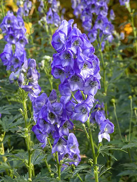 465203 - Carmichael's monkshood (Aconitum carmichaelii 'Arendsii' syn. Aconitum arendsii)