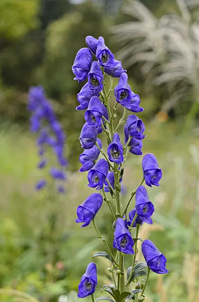 524058 - Carmichael's monkshood (Aconitum carmichaelii 'Arendsii' syn. Aconitum arendsii)