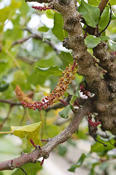 476165 - Carob tree (Ceratonia siliqua)