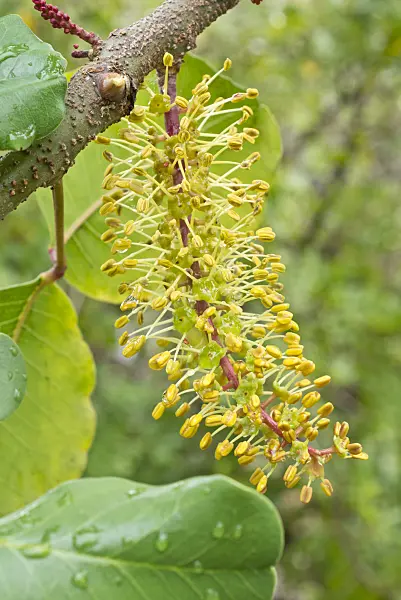 561075 - Carob tree (Ceratonia siliqua)