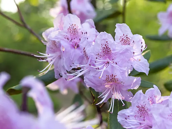 437172 - Carolina rhododendron (Rhododendron minus)