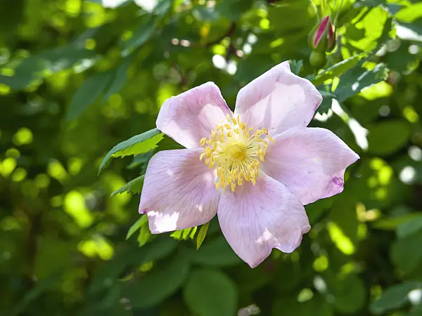 448075 - Carolina rose (Rosa carolina)