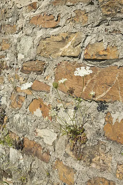 511164 - Carotte sauvage (Daucus carota)