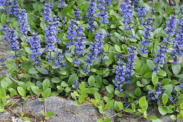 472060 - Carpet bugle (Ajuga reptans)