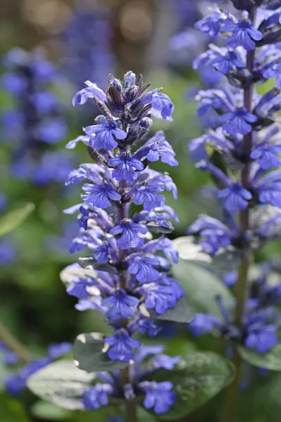 472061 - Carpet bugle (Ajuga reptans)