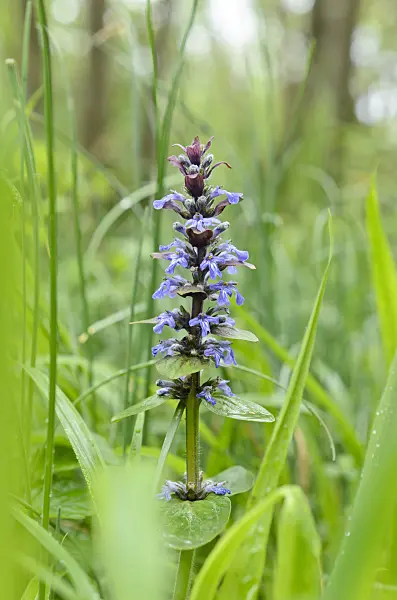 508038 - Carpet bugle (Ajuga reptans)