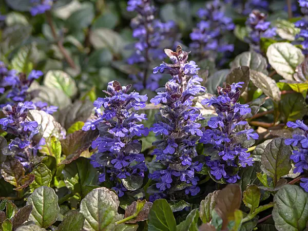 437249 - Carpet bugle (Ajuga reptans 'Atropurpurea')