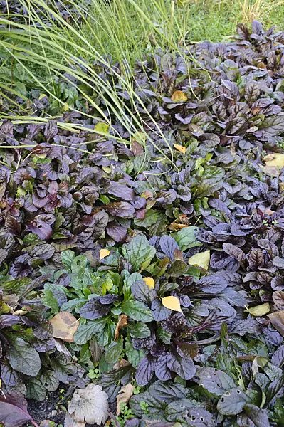 478017 - Carpet bugle (Ajuga reptans 'Atropurpurea')