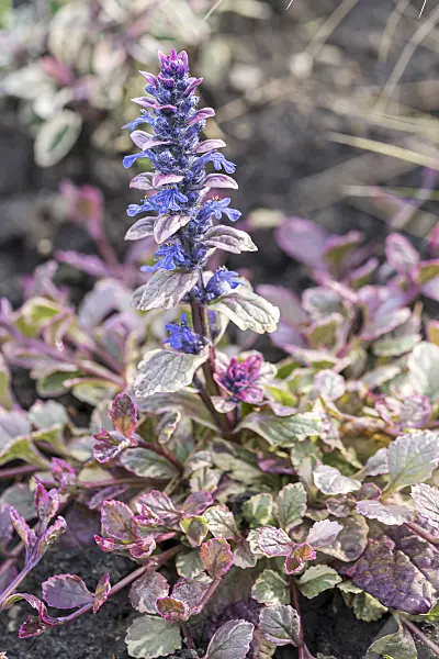 651035 - Carpet bugle (Ajuga reptans 'Burgundy Glow')