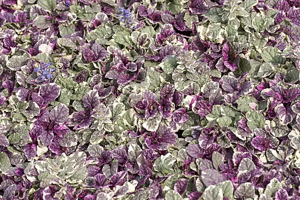 651036 - Carpet bugle (Ajuga reptans 'Burgundy Glow')