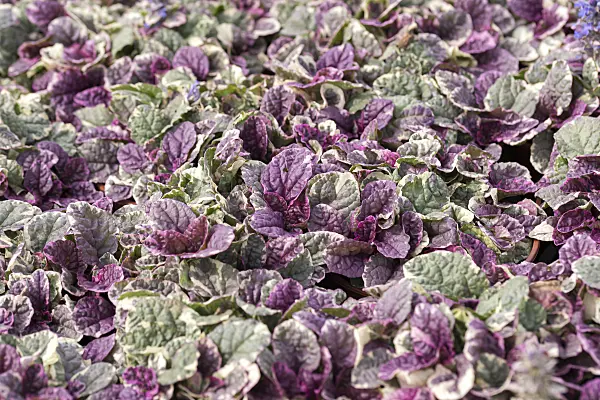 651037 - Carpet bugle (Ajuga reptans 'Burgundy Glow')