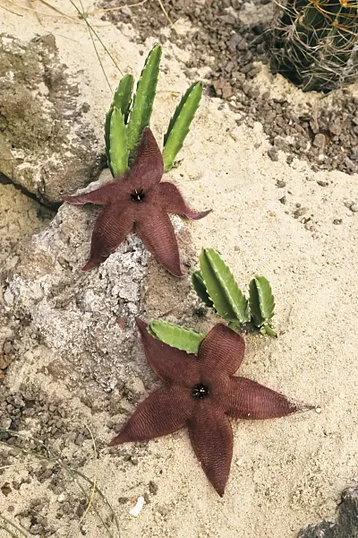 369027 - Carrion flower (Stapelia grandiflora)