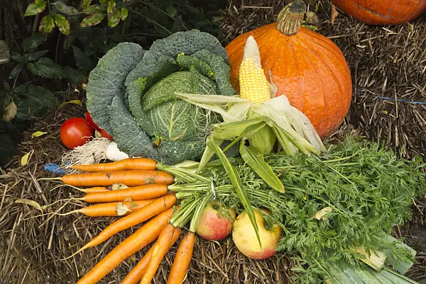 609030 - Carrot (Daucus), apple (Malus), cabbage (Brassica oleracea), corn (Zea mays), parsley (Petroselinum crispum) and squash (Cucurbita)