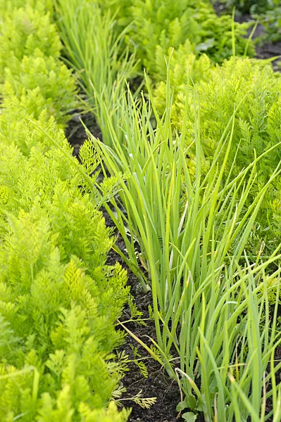 474237 - Carrot (Daucus carota subsp. sativus) and garden onion (Allium cepa)