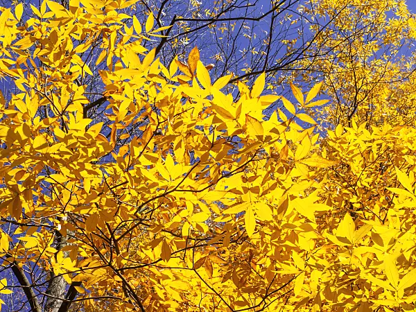 465240 - Caryer cordiforme (Carya cordiformis)