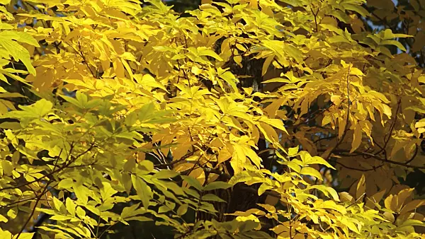 513070 - Caryer cordiforme (Carya cordiformis)