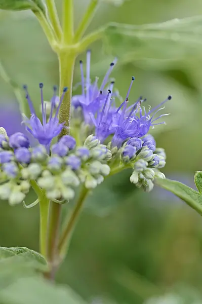 488045 - Caryoptéris de Clandon (Caryopteris x clandonensis)
