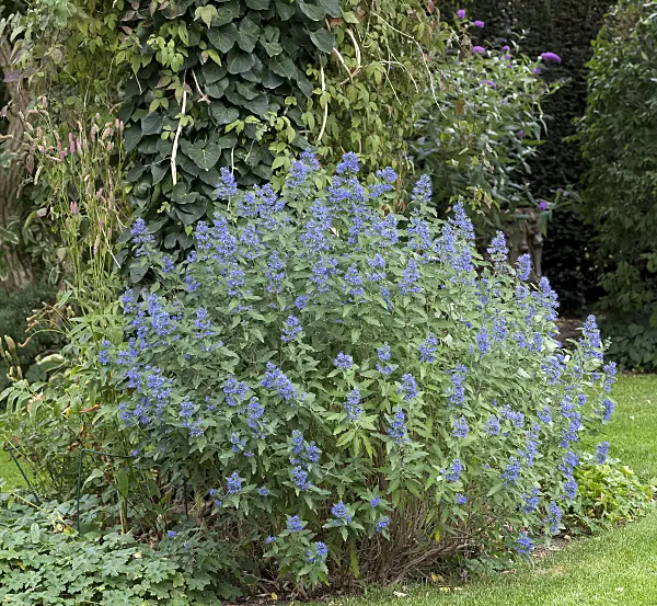 651148 - Caryoptéris de Clandon (Caryopteris x clandonensis 'Blue Balloon')