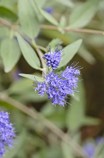 524146 - Caryoptéris de Clandon (Caryopteris x clandonensis 'Heavenly Blue')